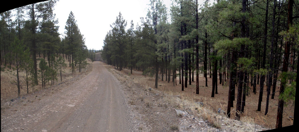 We pass through an old burn area.